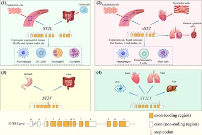 Growth stimulation expressed gene 2 (ST2): Clinical research and application in the cardiovascular related diseases